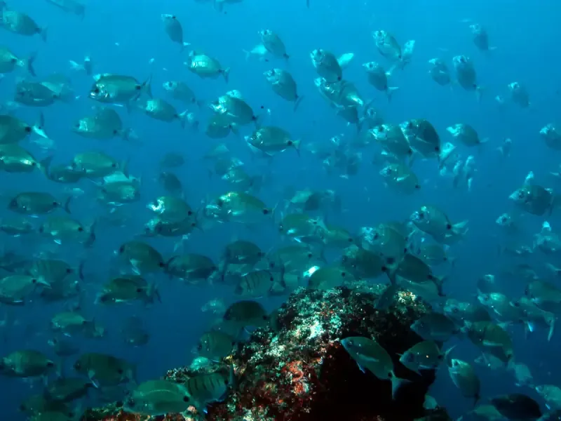 image 4 - Double Snorkeling Trip in Berlengas, Peniche