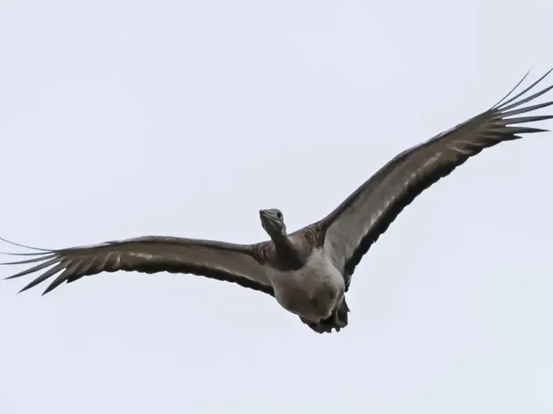 Excursión de observación de aves en las llanuras del Alentejo - 3