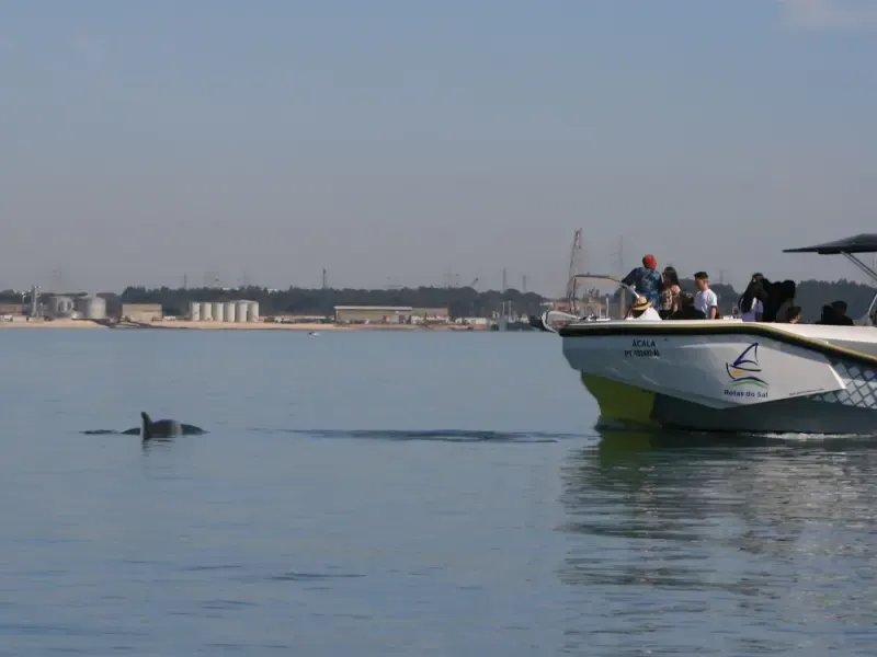 image 4 - Dolphin Watching tour