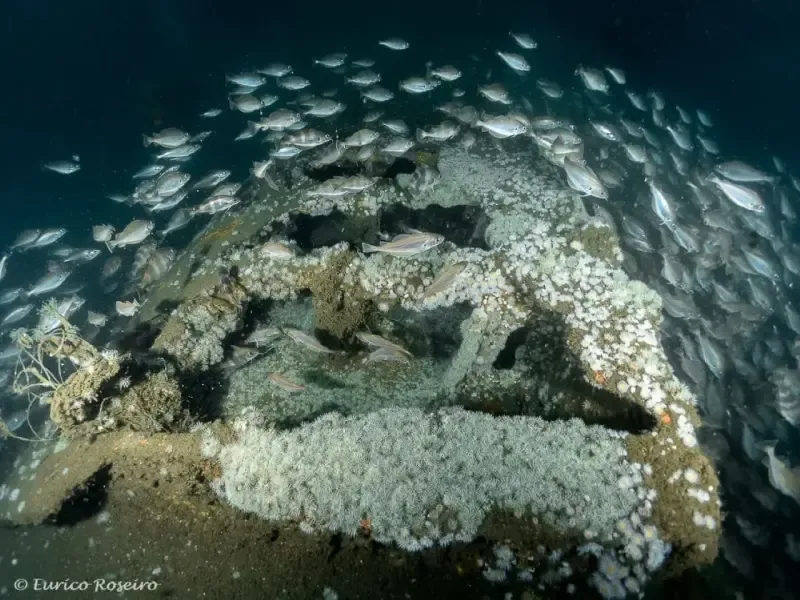 image 4 - Dive the U-boat 1277 - the Most Iconic Dive in Portugal