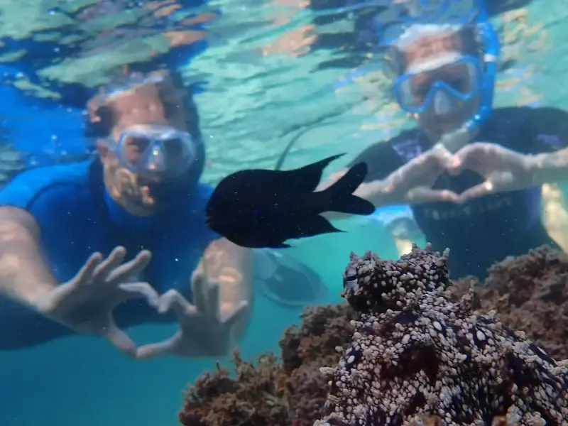Tour guiado de snorkel en aguas protegidas - 2