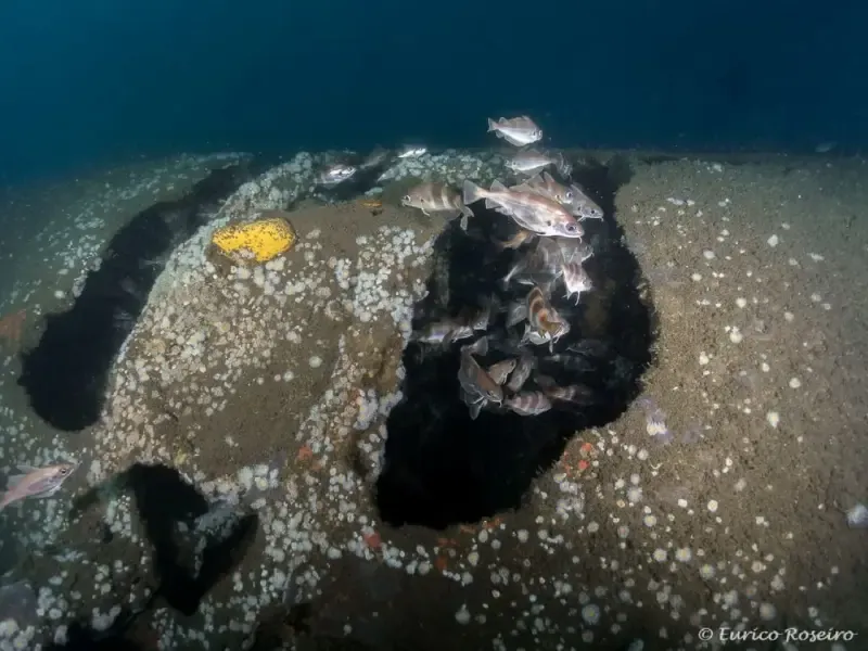 image 5 - Dive the U-boat 1277 - the Most Iconic Dive in Portugal