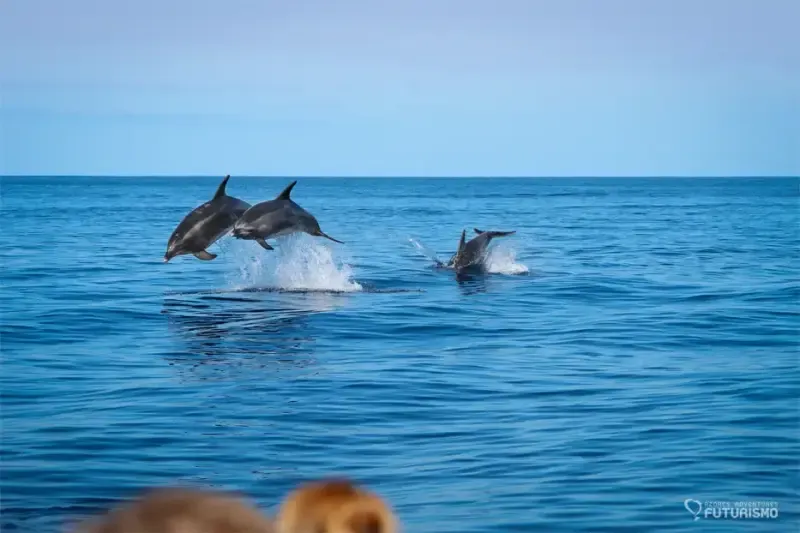 Whale and Dolphin Watching  Experience on a Catamaran - 2