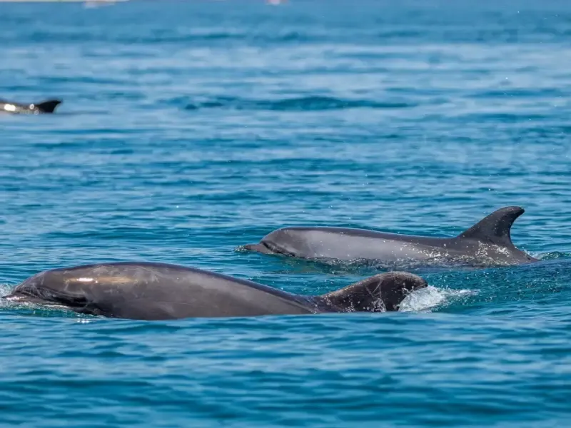 Dolphin Watching tour - 2