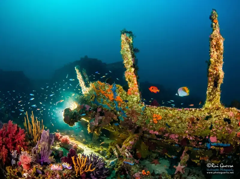 image 5 - Mergulho duplo com cilindro a partir de Peniche