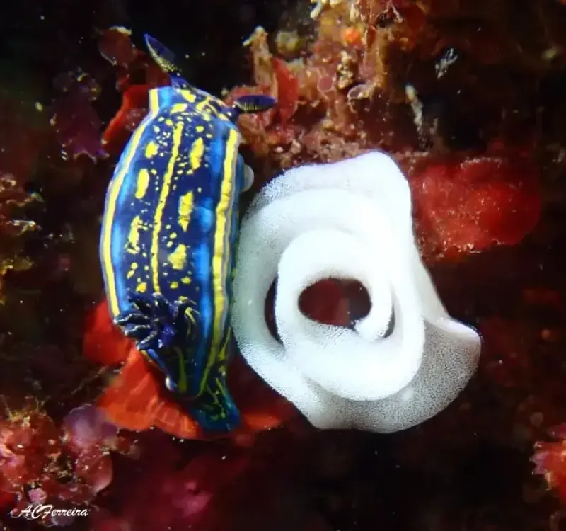 image 5 - My first scuba Dive into the Ocean from Albufeira