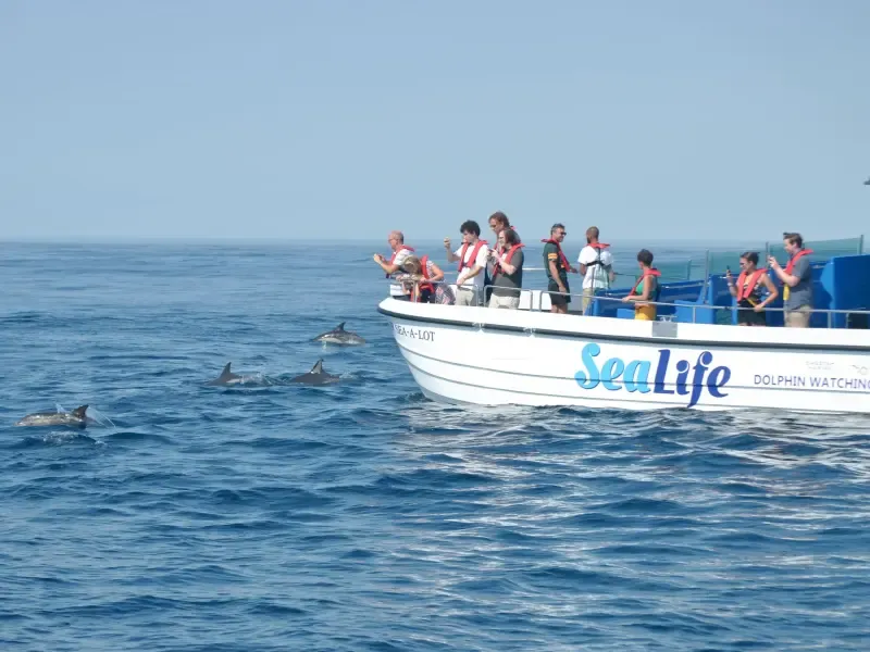 Avistamiento de delfines - Main