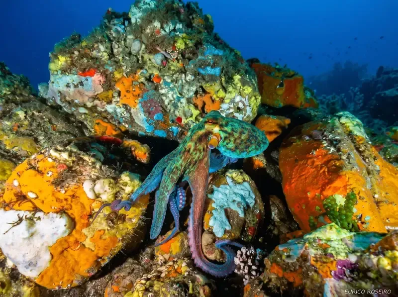 Mergulho duplo com cilindro a partir de Peniche - 2