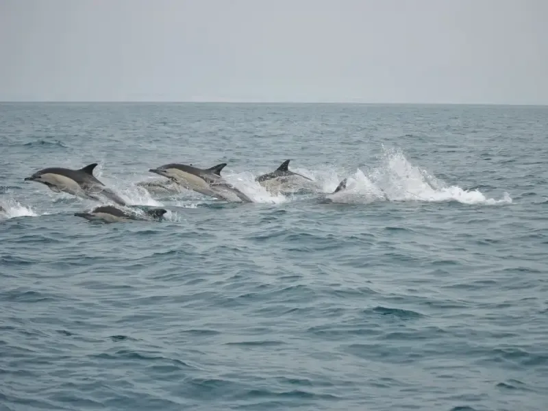 image 4 - Avistamiento de delfines