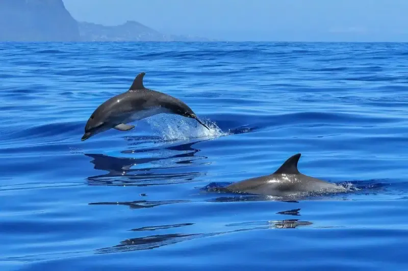 image 4 - Dolphin Watching