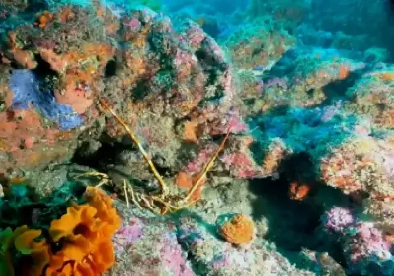 TRY DIVE - Batismo de mergulho - 3