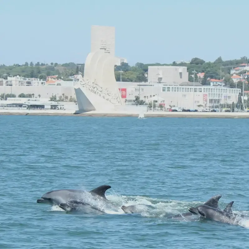 image 5 - Dolphin Watching Tour With Marine Biologist