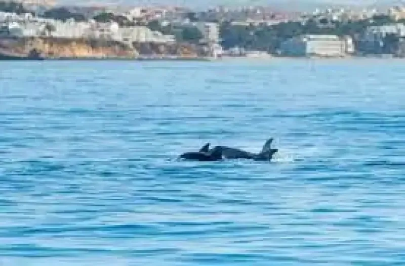 Dolphin Watching - 3