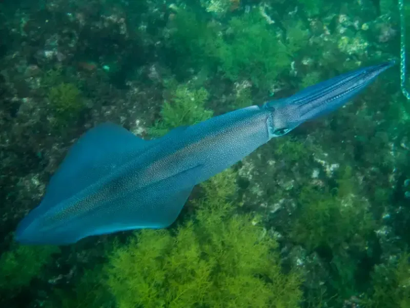 TRY DIVE - Batismo de mergulho - 2