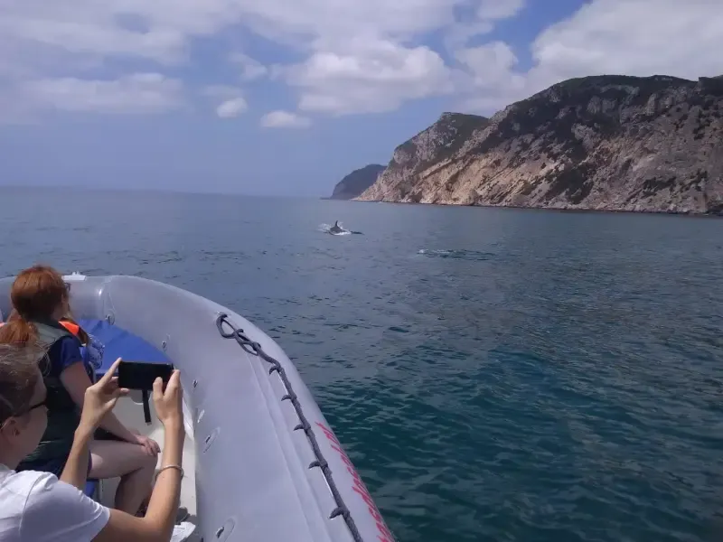 image 5 - Dolphin Watching tour