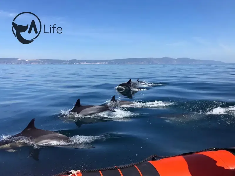 image 5 - Observação de golfinhos