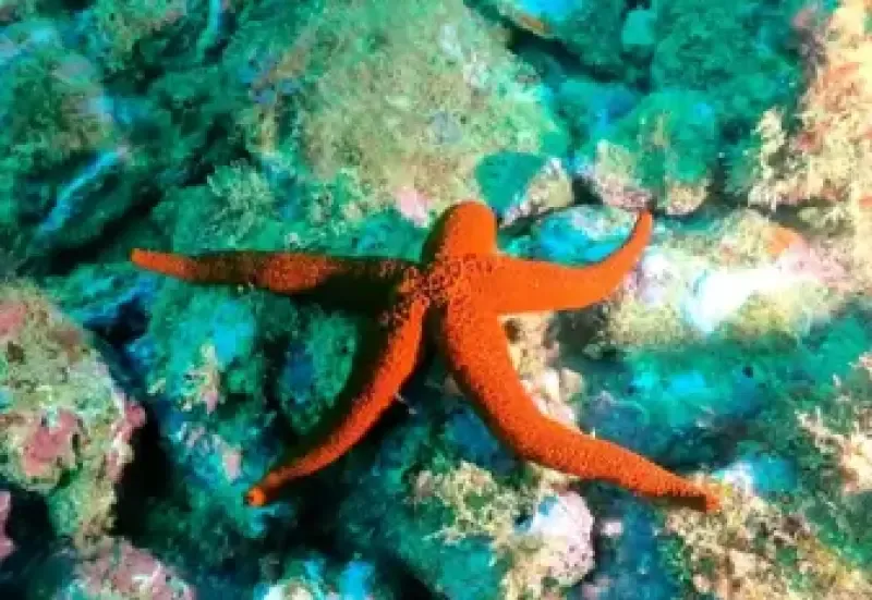 image 4 - TRY DIVE - Batismo de mergulho