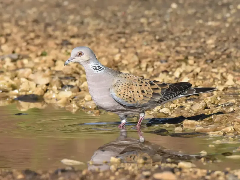 Excursión de observación de aves en las llanuras del Alentejo - 2