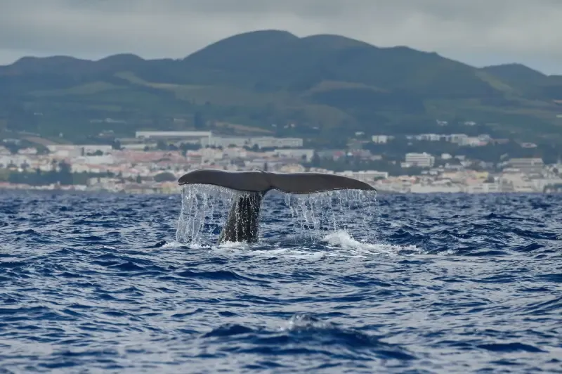 image 4 - Whale and Dolphin Watching  Experience on a Catamaran