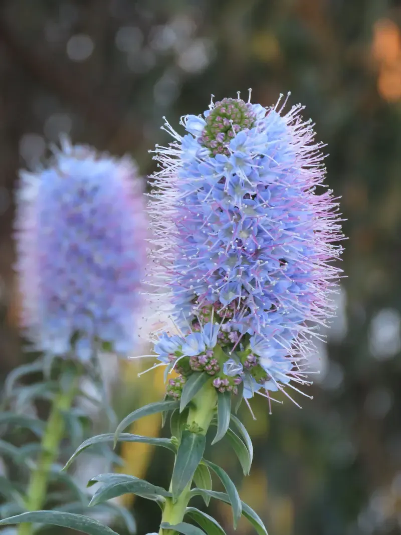 image 4 - Piscinas do Noroeste e Fanal - Uma aventura épica de um dia inteiro em um jipe aberto