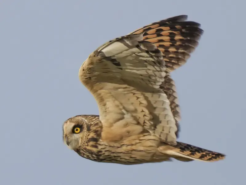 Excursión de observación de aves en el estuario del Tajo - Main