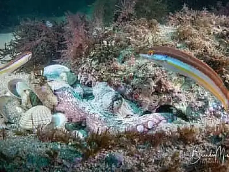 image 4 - Double Scuba Dive from Porto