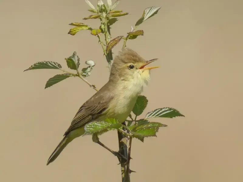 Excursión de observación de aves en el estuario del Tajo - 2