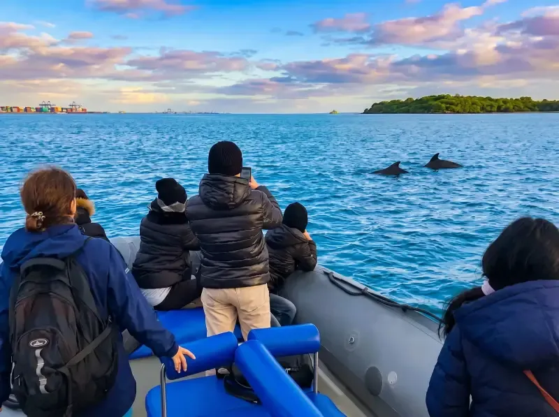 Dolphin Watching tour in Arrábida coast - 2