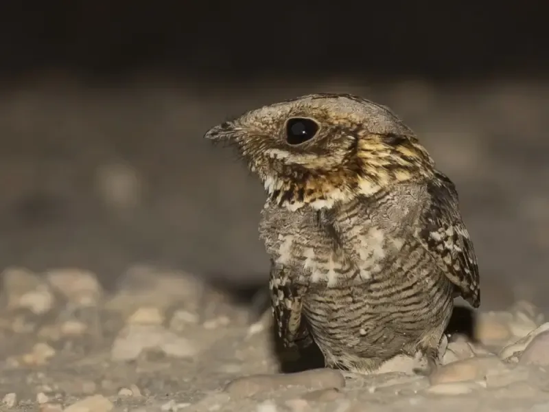 image 4 - Excursión de observación de aves en las llanuras del Alentejo