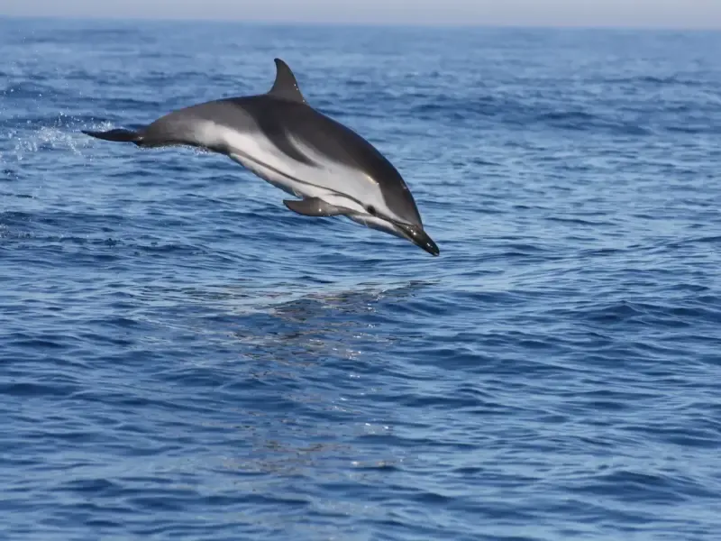 Explore a observação de golfinhos com um biólogo marinho no Parque Marinho de Sesimbra. - 2