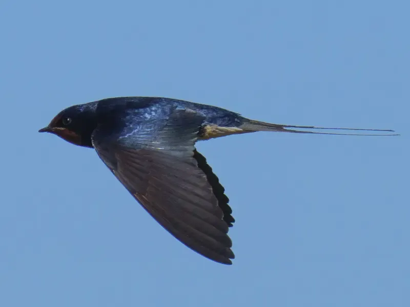 image 4 - Excursión de observación de aves en el estuario del Tajo