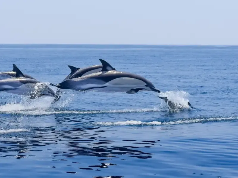 Avistamiento de delfines - 3