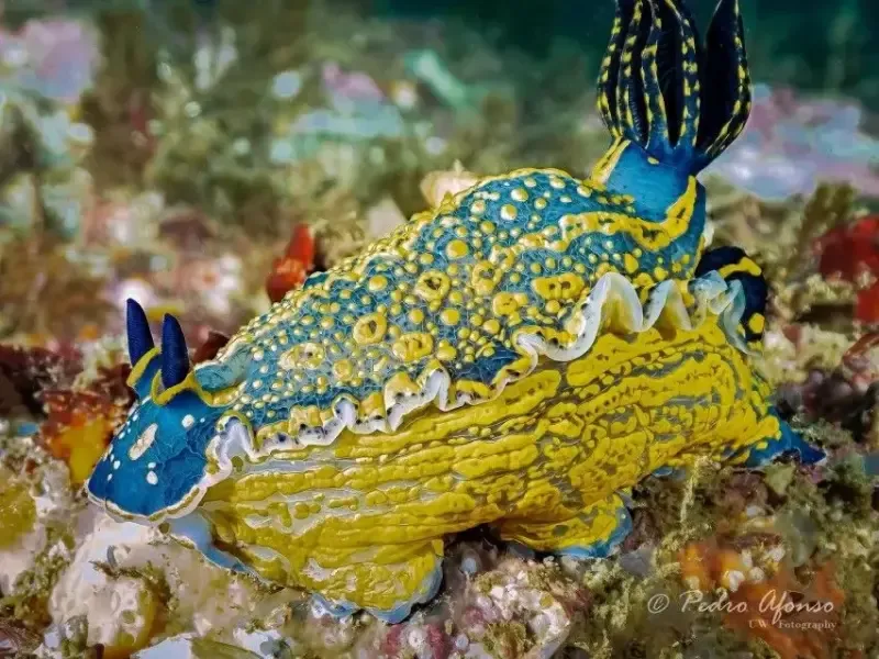 image 4 - Double Scuba Dive from Lagos