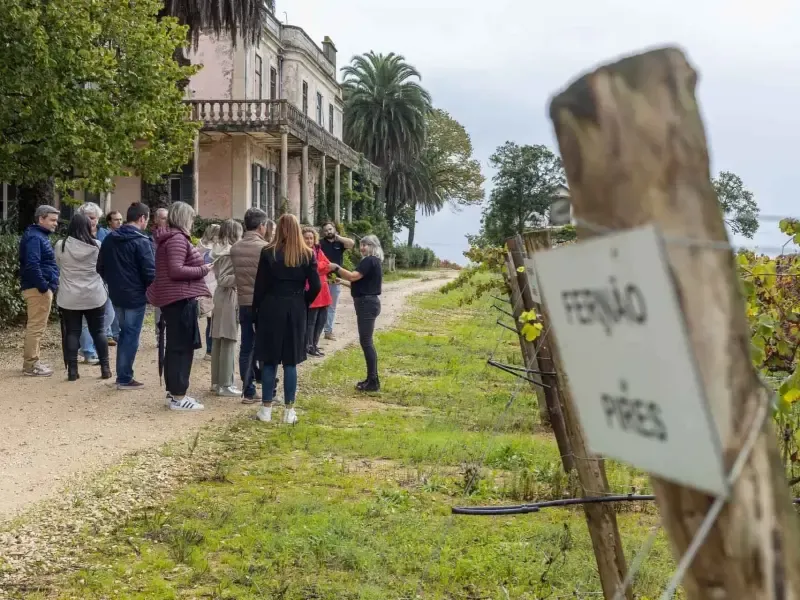 Experimente el exquisito maridaje de vinos y quesos en Quinta São João Batista - 3