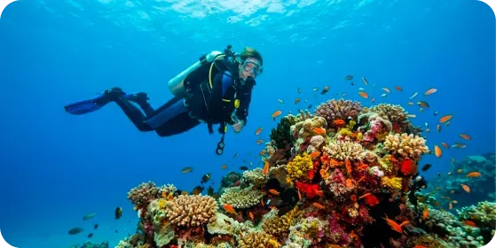 Experiencia de buceo en Portugal