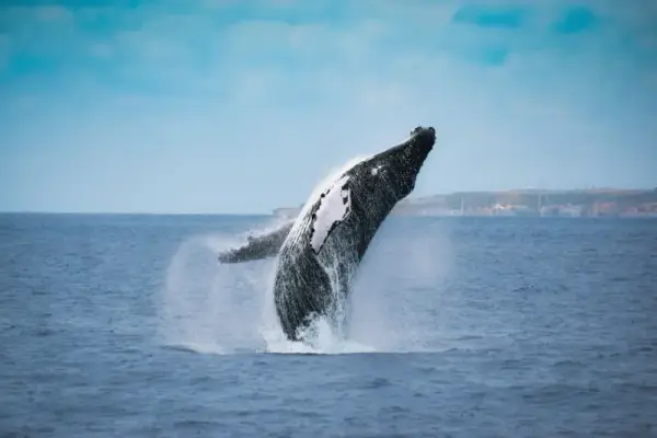 Experiencia de avistamiento de ballenas y delfines en catamarán.