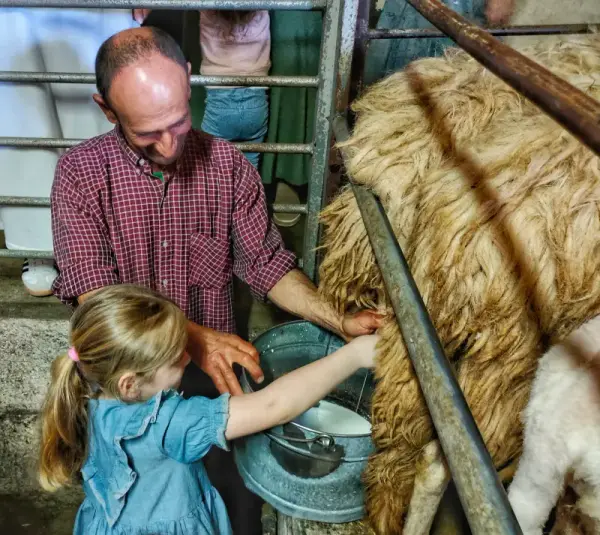 Be a Shepherd for a Day: Discover the Beauty of Rural Life
