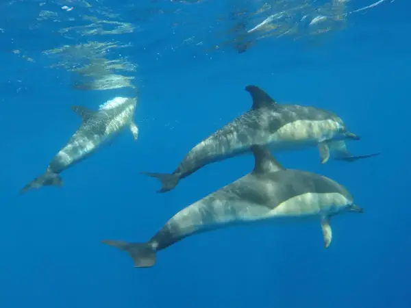 Avistamiento de delfines