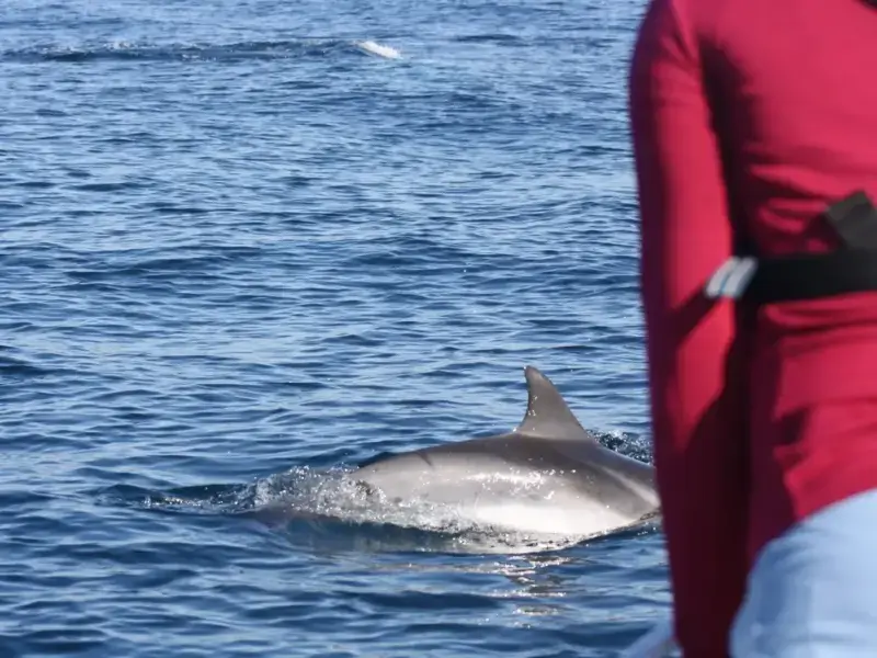 Explore Dolphin Watching with a Marine Biologist in Sesimbra's Marine Park